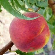 Саженец Персик Топ Свит